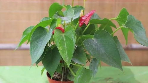 热带湿热环境中的花草选择