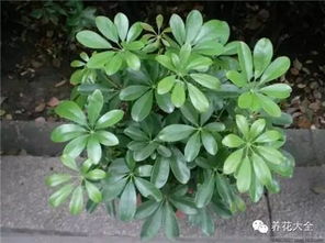 鹅掌柴长得太高？巧妙修剪
