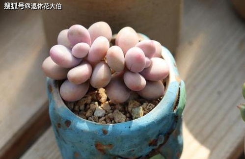 多肉植物彳艮耐旱，梅雨季节彳艮潮湿，不需要浇水