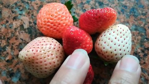 草莓夏天高温如何养护？如何让草莓安然度夏