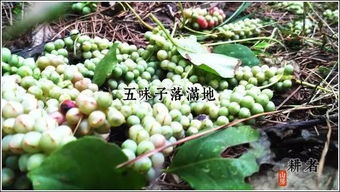 五味子种植，季节的秘密