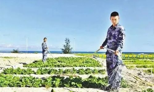 五指山山竹果试种成功，丰收背后是科研团队的辛勤付出