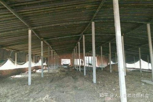 肉鸭养殖大棚建设方案，旨在为肉鸭提供适宜的生长环境