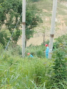 耐水涝草种大揭秘！