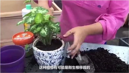 为什么你的种子总玩失踪？