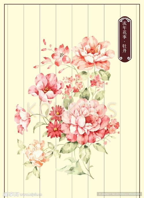 牡丹花海报素材选材，如何挑选出最美的画面