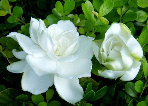 栀子花根系问题？为什么不吸水了