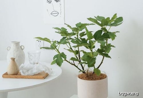 无花果种植技巧，如何提高结果量