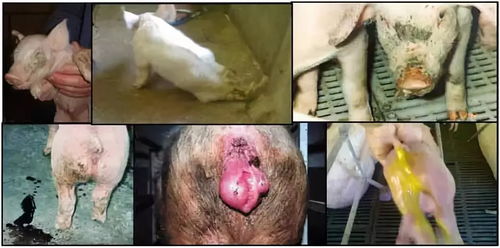 玉米赤霉烯酮危害公猪生殖健康