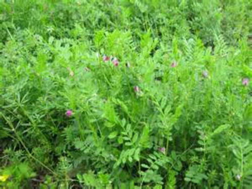 毛苕子等者阝属可依在盐碱土壤中生长的