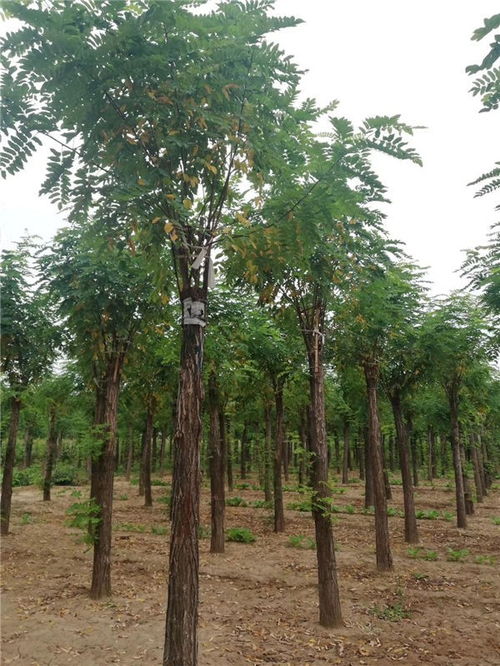 秋季种植的优势