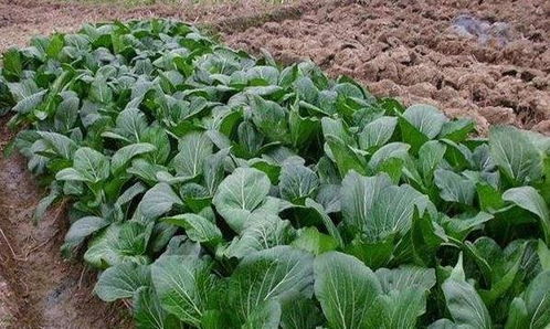 青菜四季种植，需根据季节变化调整播种时间与栽培技术