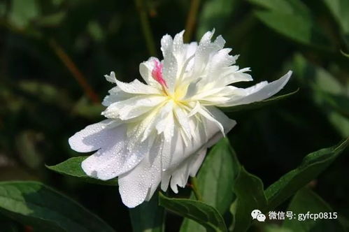 剑兰花的美丽之谜和传奇故事，在世界文化中它究竟象征着什么