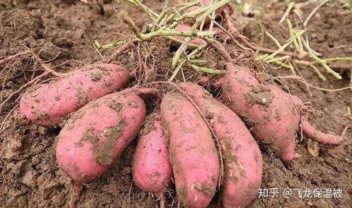 毒死蜱微胶囊悬浮剂，缓释长效