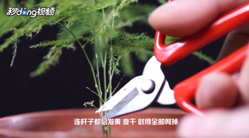 文竹枝干发黄，如何挽救