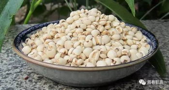 薏米的“温度计”属性