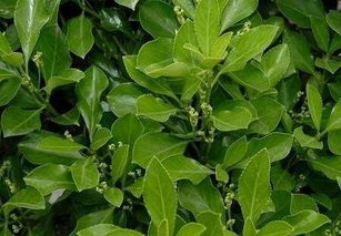 大叶黄杨， 属于黄杨科，常绿灌木或小乔木