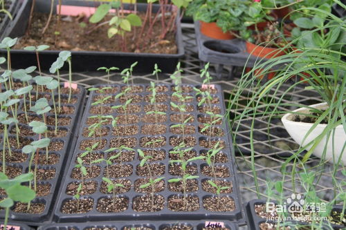 注意湿度把控：手握成团， 松开即散