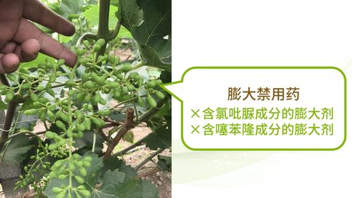 化学防治，关键时期用药