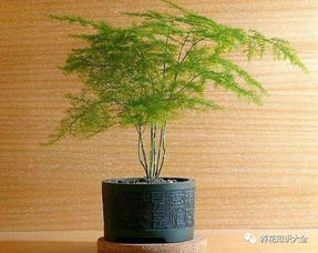 文竹开花背后的深层意义是什么它又有哪些独特的寓意和象征