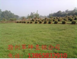 百慕大草坪：耐寒耐热， 四季常青的守护者