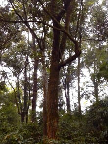 柏树的生态价值