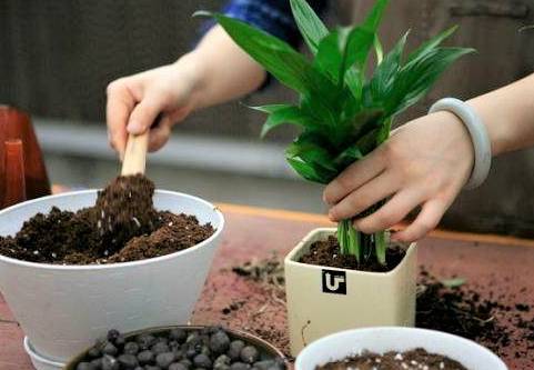 土壤肥力的提升