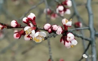 红绿梅的辨别方法：别让假货蒙蔽了眼睛