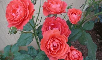 雷吉斯·马蔻月季，花期的秘密大揭秘！