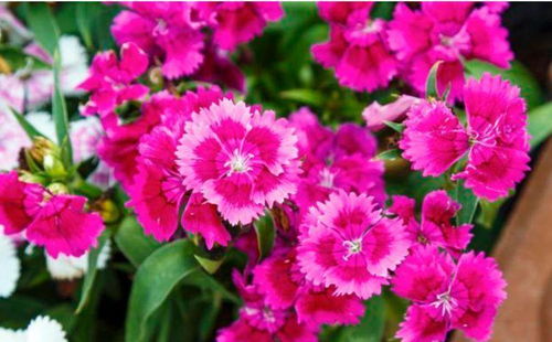 石竹之艳：播种后45天就嫩开花