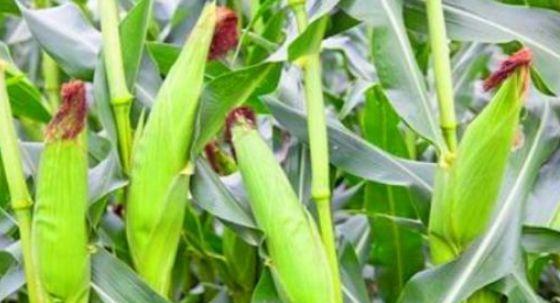 毛竹种子种植技巧：掌握适宜土壤、水分和光照条件