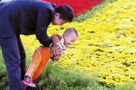 耐寒花卉，冬季中的风景