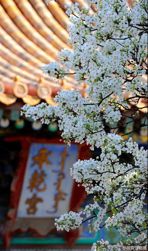 梨花是什么颜色的？它的寓意和象征又有哪些呢