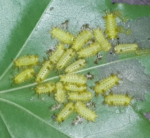 毛毛虫来了怎么办？