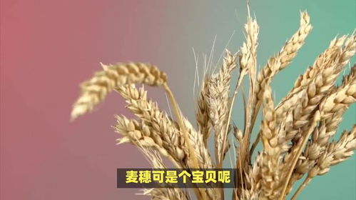 麦穗花语：丰收与希望