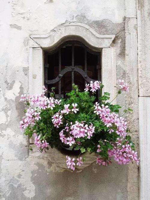 “球花绽放，窗台变花园，爆款花卉必备！”