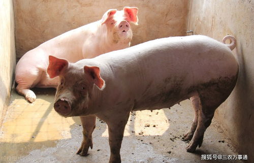 福州今日猪价是多少？猪肉价格养猪网上的最新行情如何？