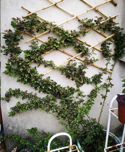 阳光房里种藤本月季的小秘密