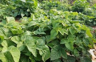 播种前的准备工作