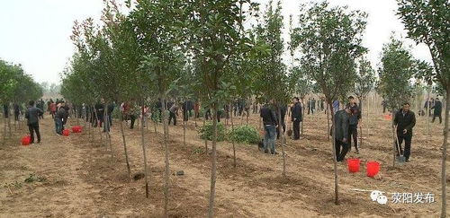 六、 杨树冬季植树造林技术