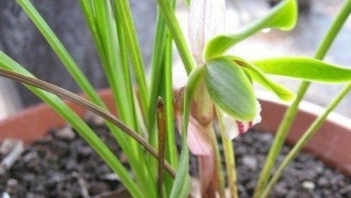 石菖蒲盆景养护技巧，如何让植株越长越旺盛