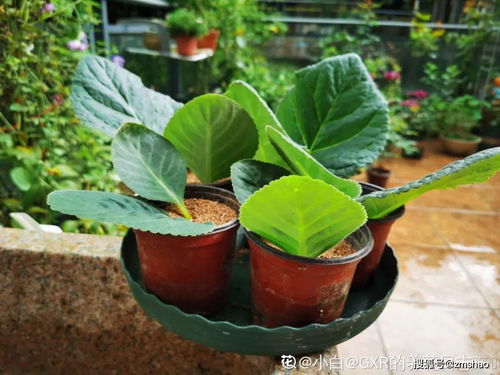 大岩桐花扦插：生根的秘密与期待