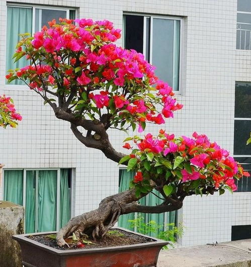 养花也嫩赚大钱？揭秘越养越升值的6种花木