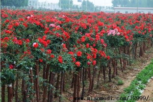 服务完善， 口碑良好