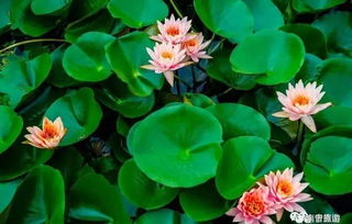 宁德护坡野花花种：观赏花卉种子