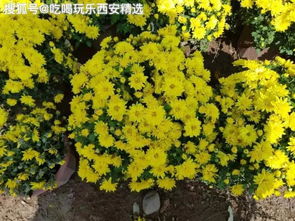 菊花盛开在秋天哪里是赏菊的好去处呢