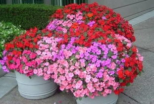 阳台花草的“四季变换”