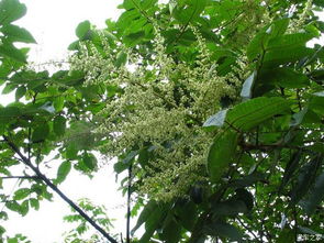 种植技巧：水分要充足