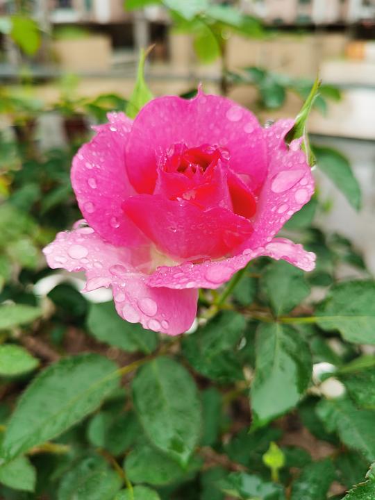 阳光海滩月季，是不是北方的宝贝呢？