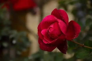 月季花花语集锦：不一样的颜色， 不一样的花语